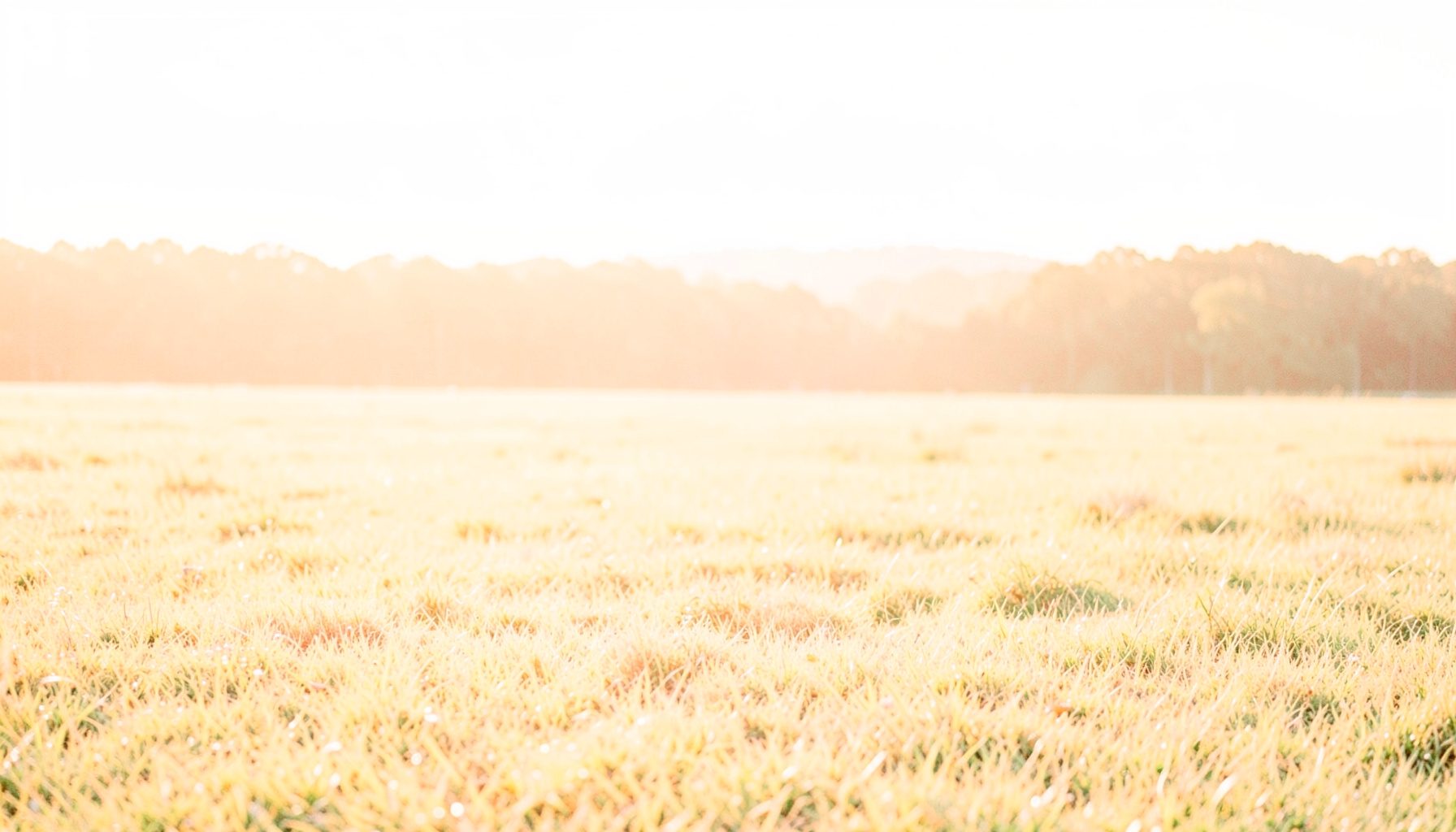 A bright, airy photograph of an open grassy field at golden hour with a distant treeline and soft, warm atmosphere
