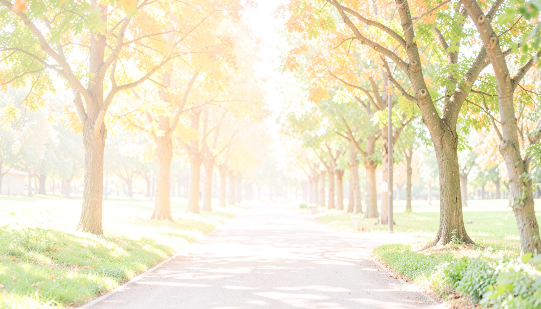A bright, airy photograph of a tree-lined park path in soft morning light with green foliage and dappled shadows